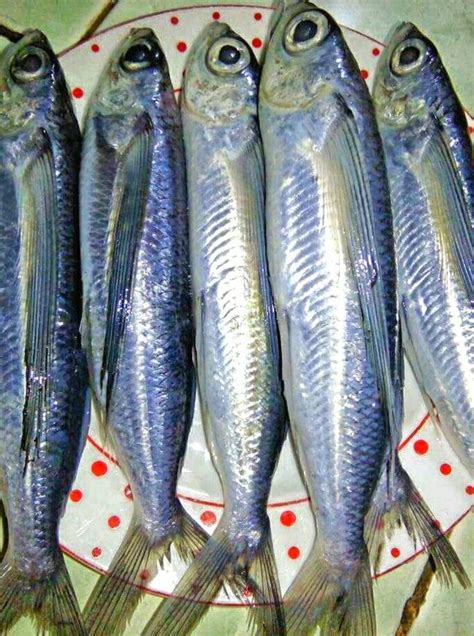 MATANGBAKA (Tagalog).